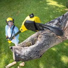 Best Organic Lawn Care Solutions  in Ridgely, TN
