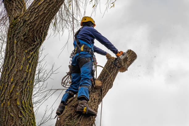 Best Storm Damage Tree Cleanup  in Ridgely, TN