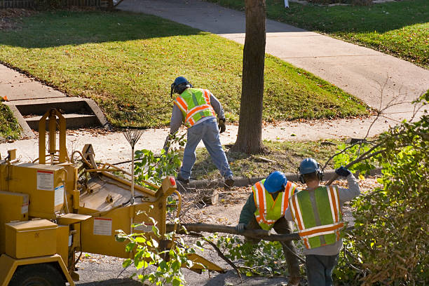 Reliable Ridgely, TN Tree Removal Solutions