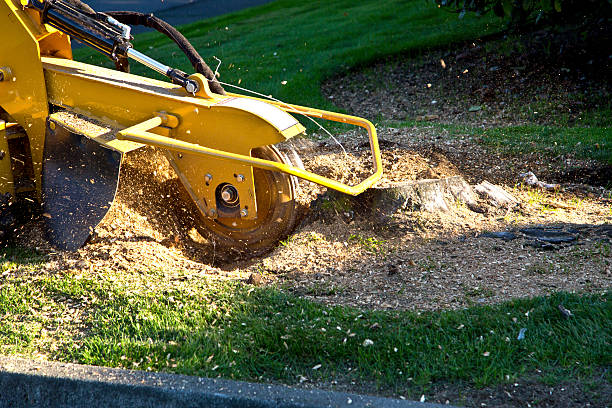 Best Arborist Consultation Services  in Ridgely, TN