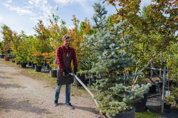 Best Tree Maintenance Programs  in Ridgely, TN