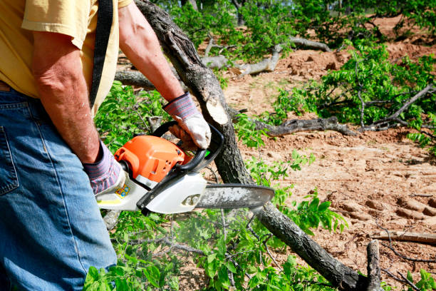 Best Tree Risk Assessment  in Ridgely, TN